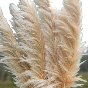 Pampas Grass