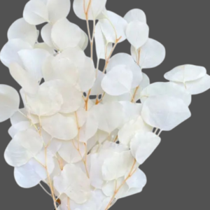 Preserved Eucalyptus Apple Leaves